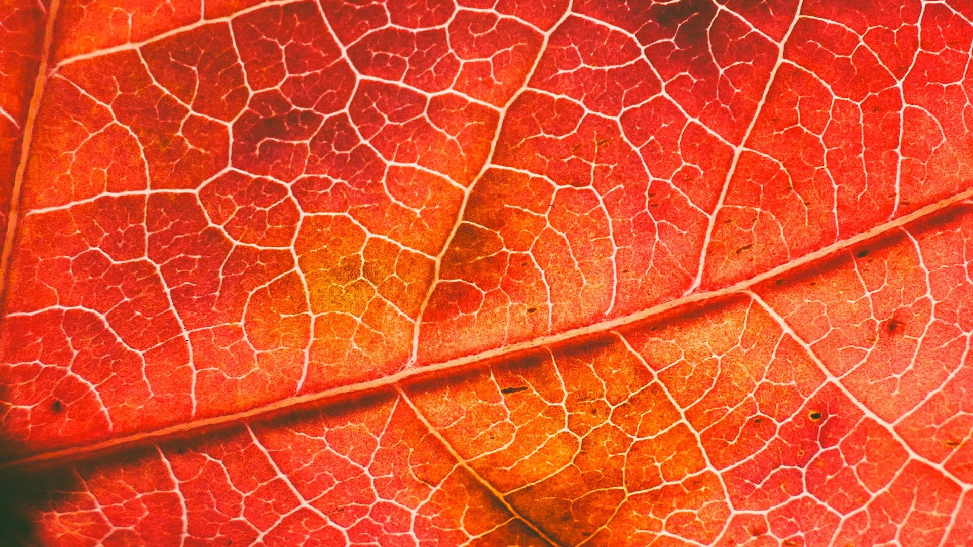 image-of-an-autumnal-leaf